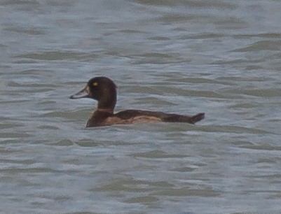 Tufted Duck - ML189938901