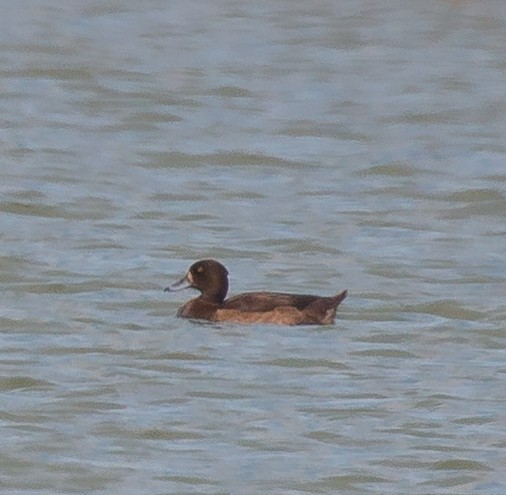 Tufted Duck - ML189938911