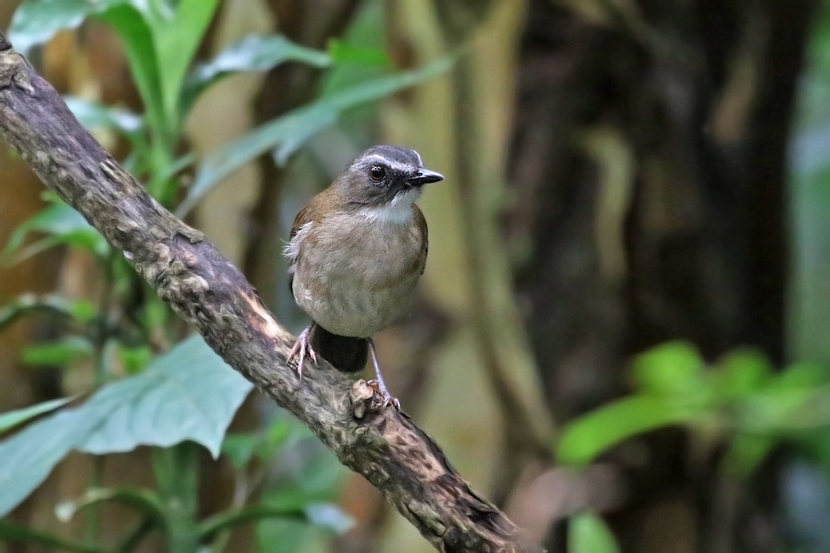 Brown-chested Alethe - Charley Hesse TROPICAL BIRDING