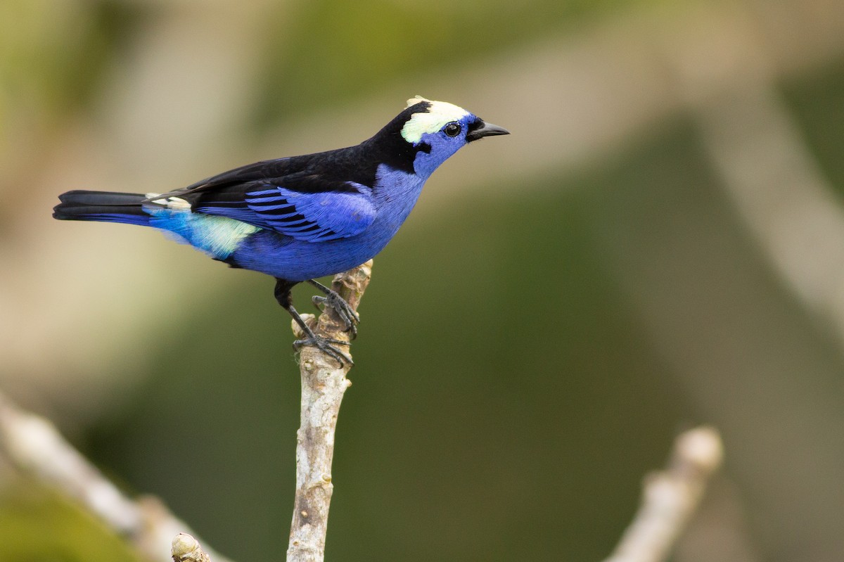Opal-crowned Tanager - ML189944481