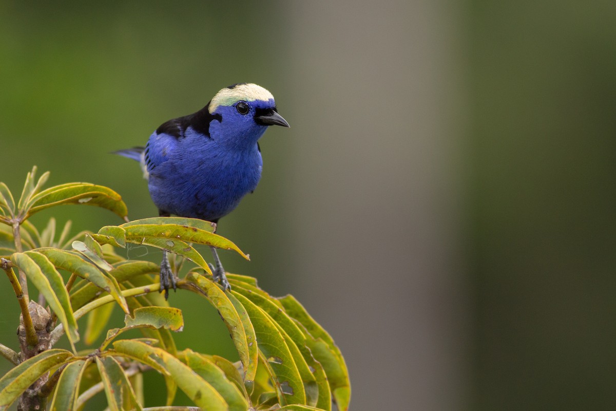 Opal-crowned Tanager - Angus Pritchard