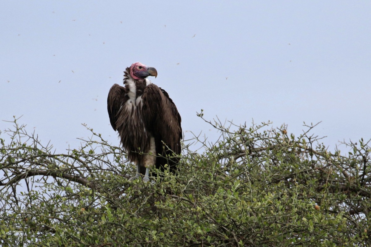 Lappet-faced Vulture - Charley Hesse TROPICAL BIRDING