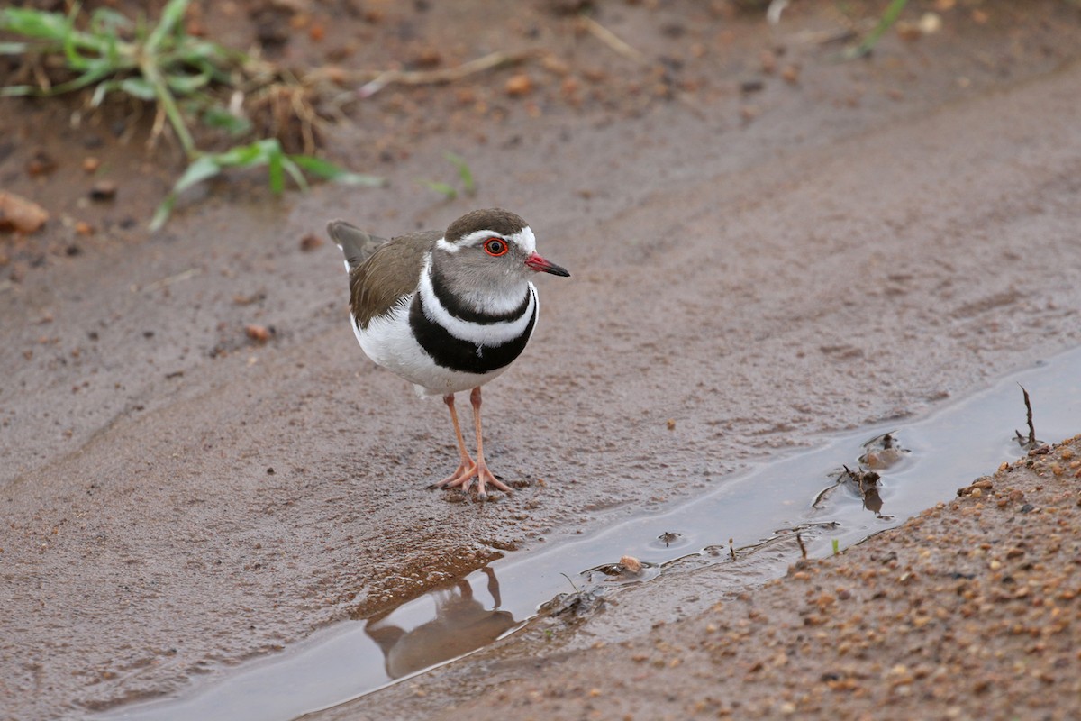 Three-banded Plover - Charley Hesse TROPICAL BIRDING