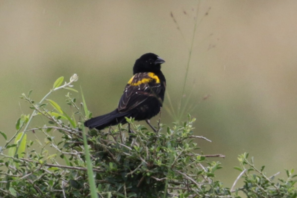 Yellow-mantled Widowbird - ML189948201