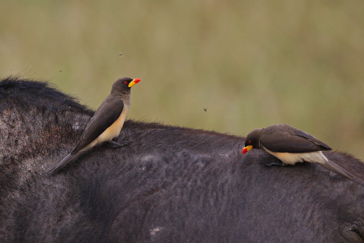 Yellow-billed Oxpecker - Charley Hesse TROPICAL BIRDING