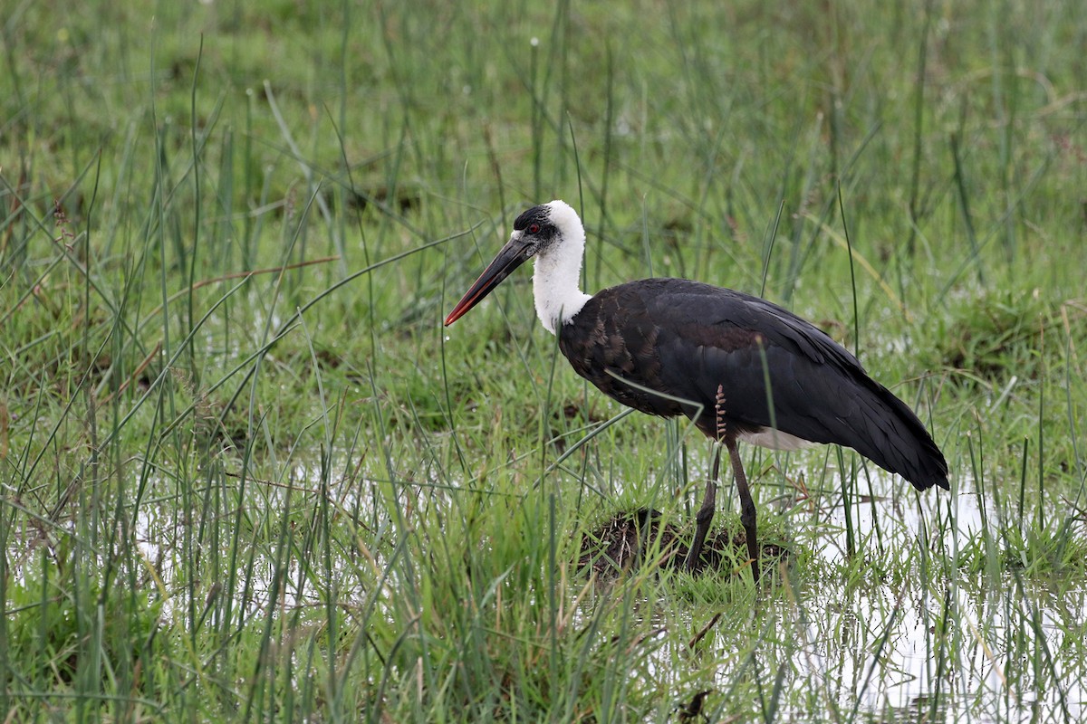 African Woolly-necked Stork - Charley Hesse TROPICAL BIRDING