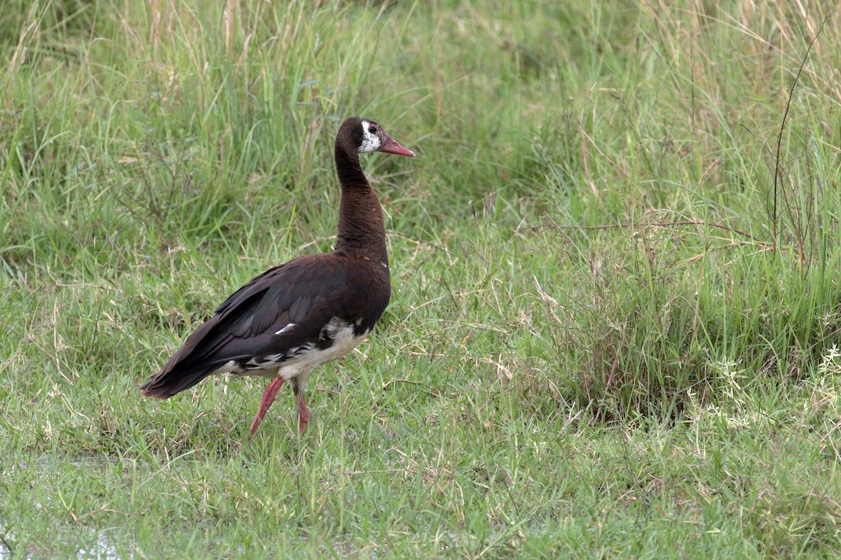 Spur-winged Goose - Charley Hesse TROPICAL BIRDING