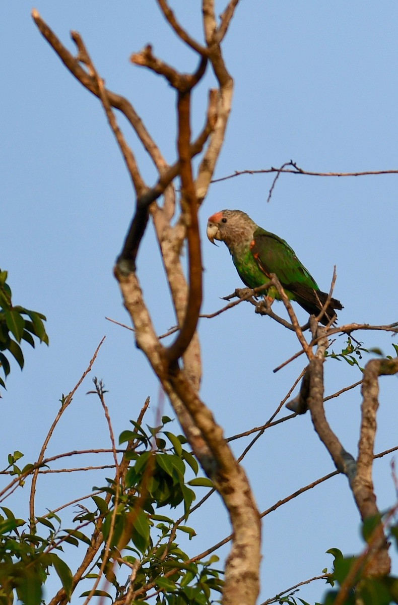 Brown-necked Parrot - ML189952921