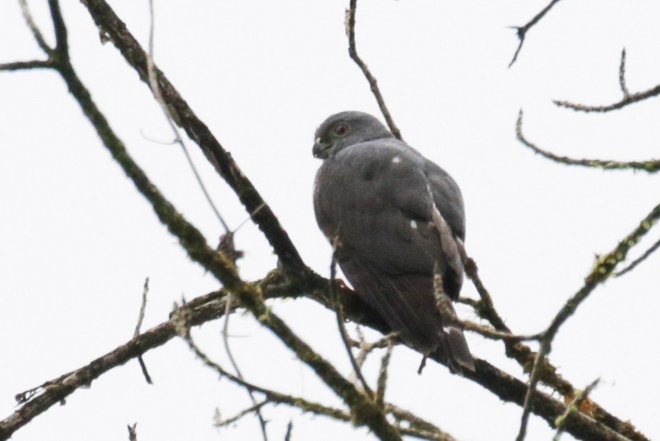 Double-toothed Kite - ML189954271