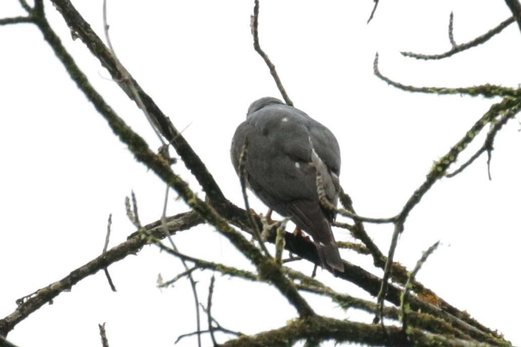 Double-toothed Kite - ML189954281