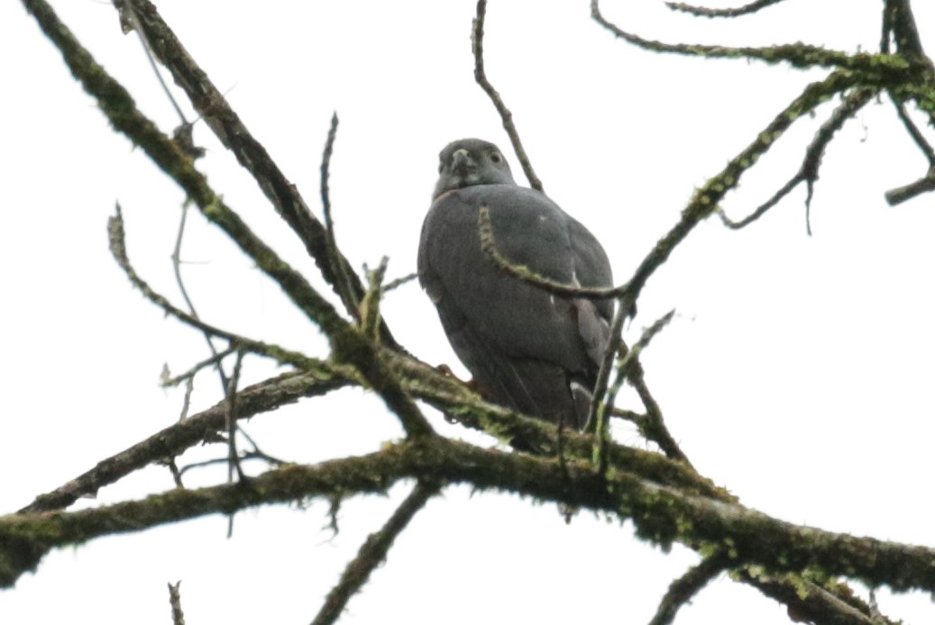 Double-toothed Kite - ML189954311