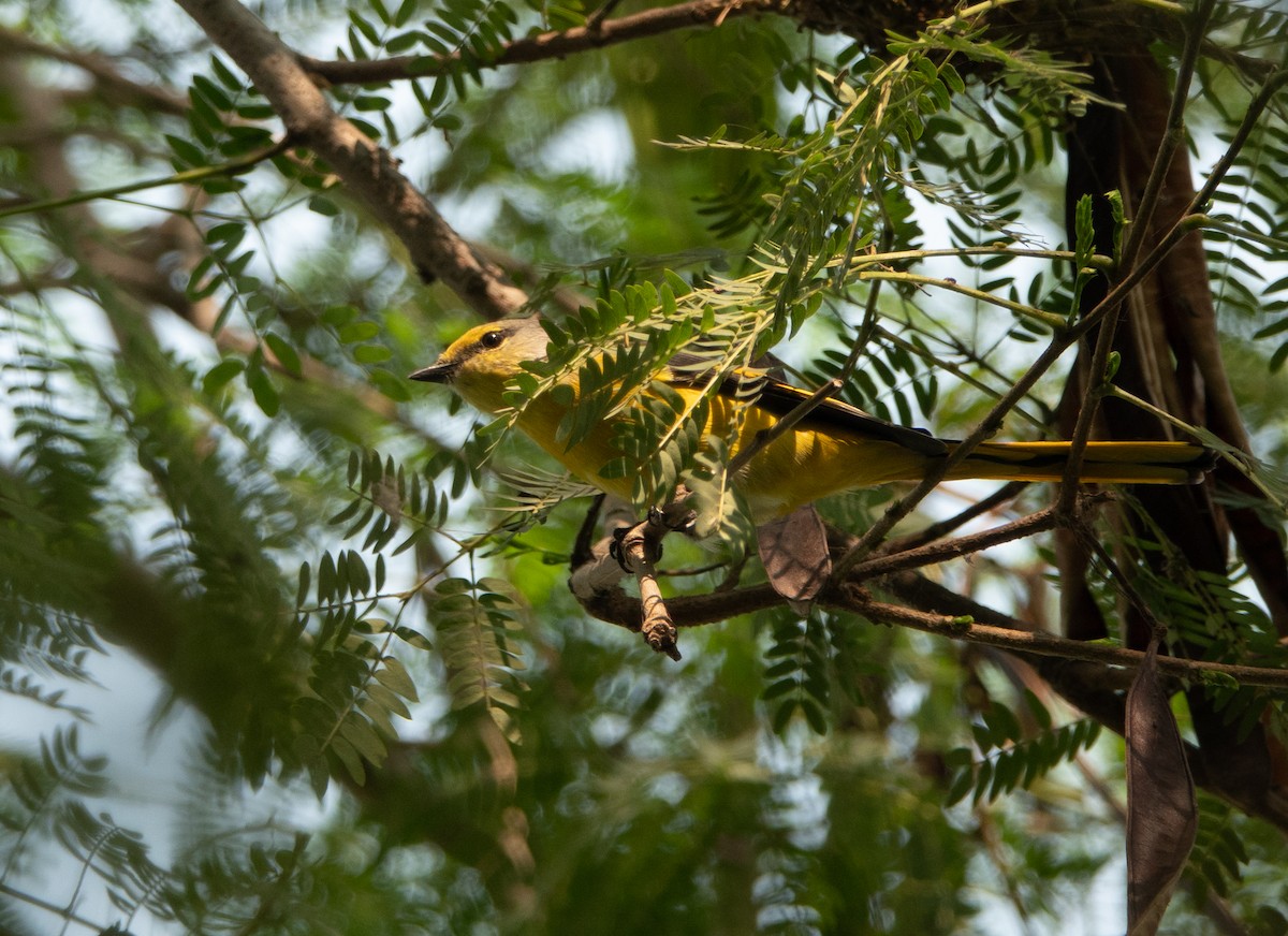 Long-tailed Minivet - Harshul Thareja
