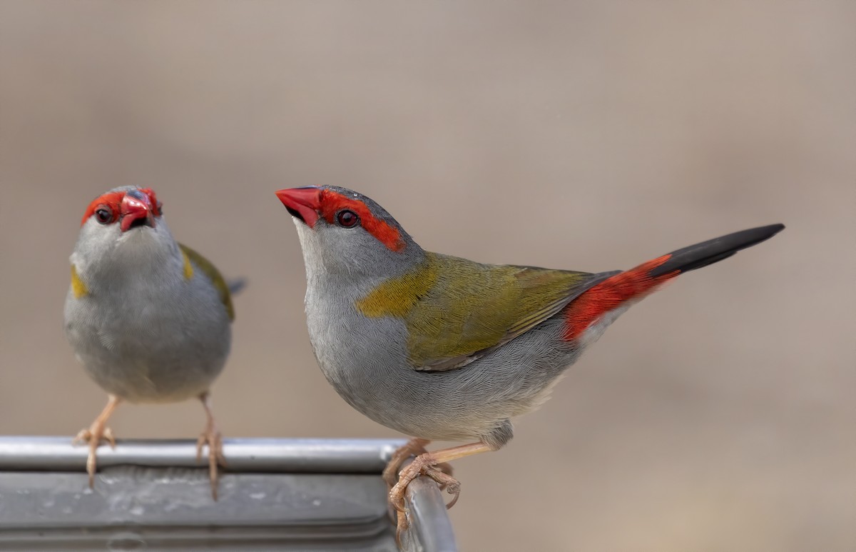 Red-browed Firetail - ML189958291