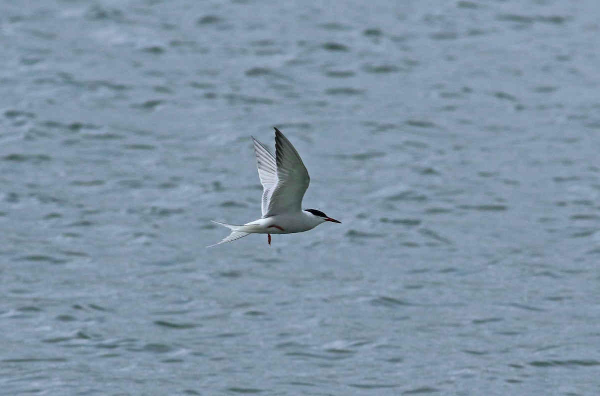 Common Tern - ML189959691