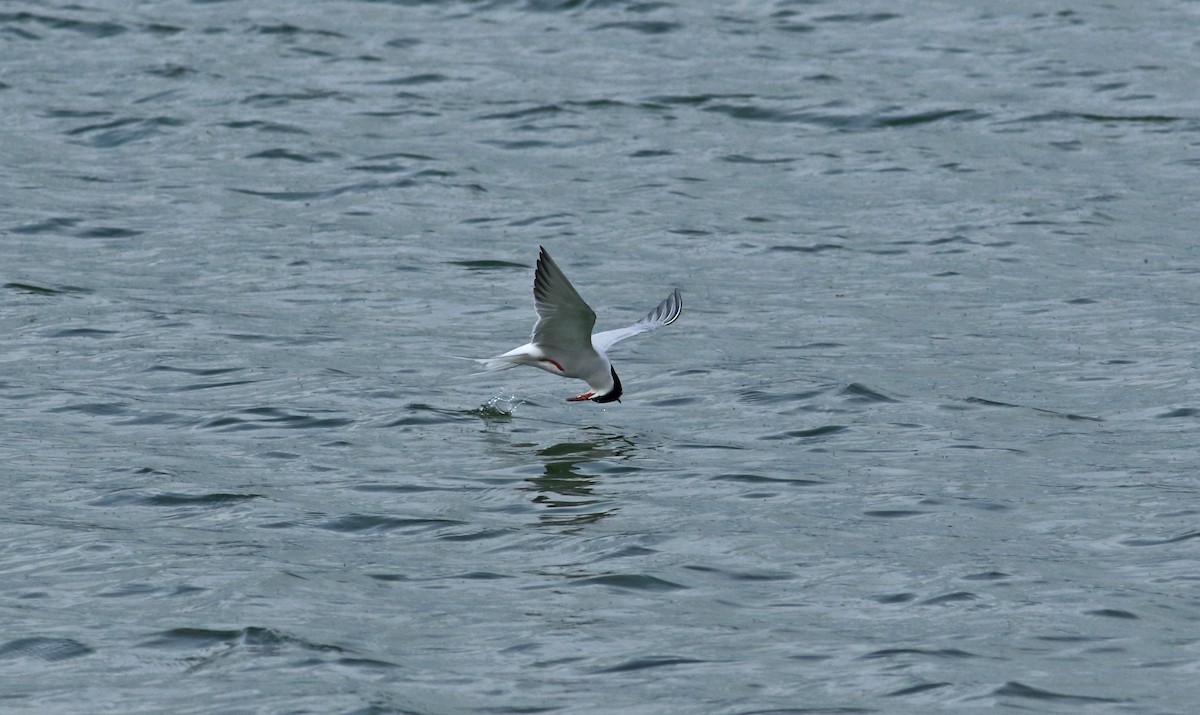 Common Tern - ML189959721
