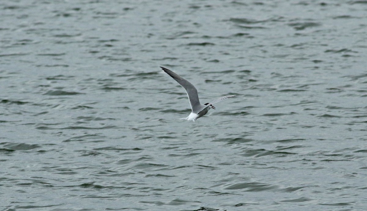 Common Tern - ML189959771