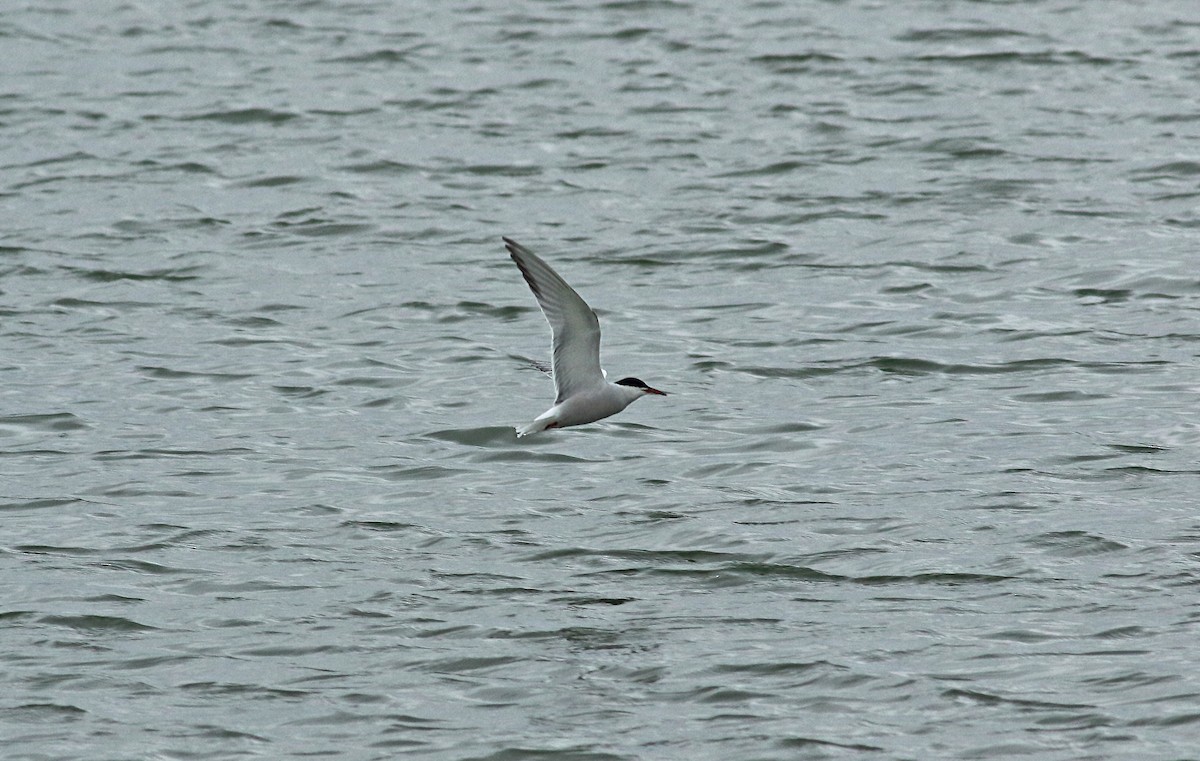 Common Tern - ML189959851