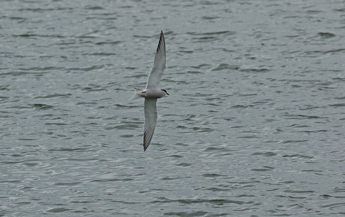 Common Tern - ML189959881