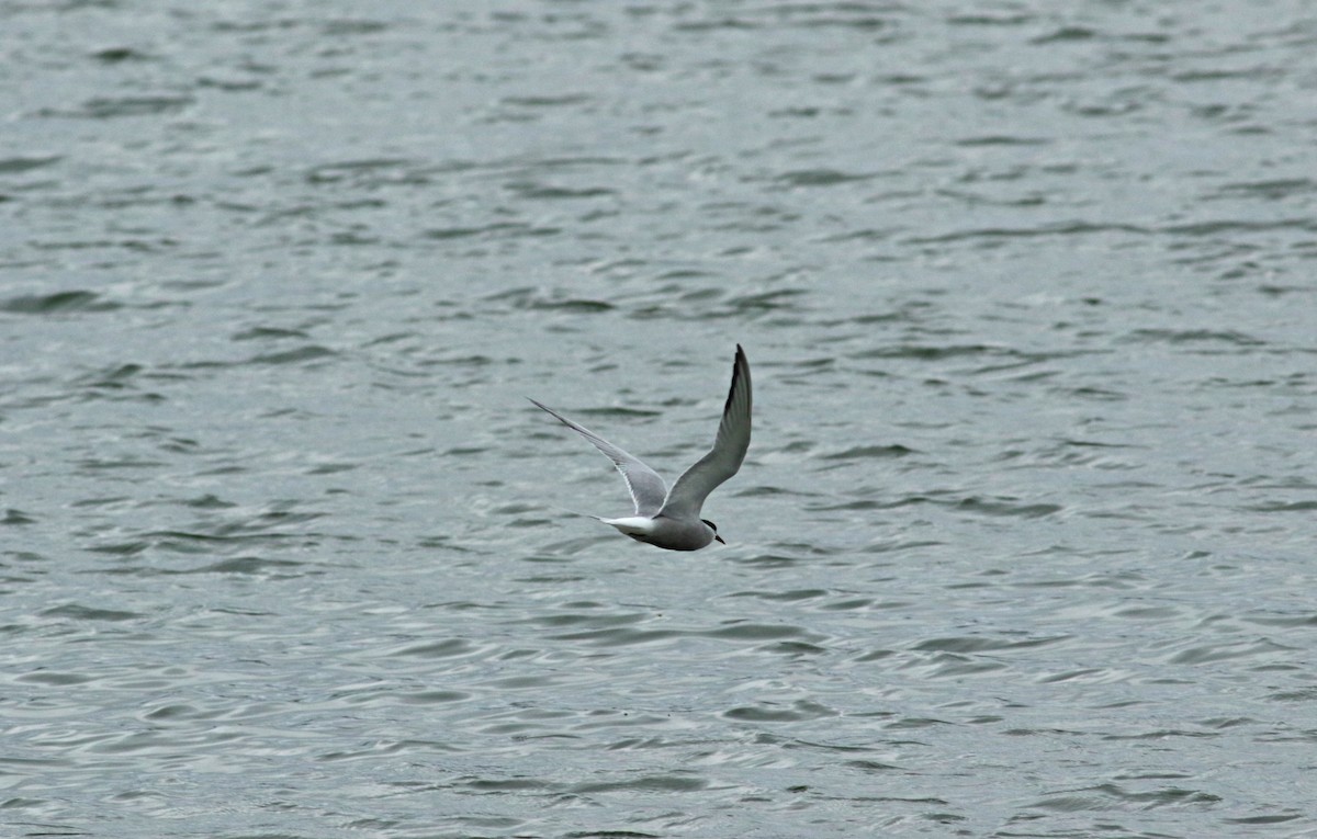 Common Tern - ML189959931