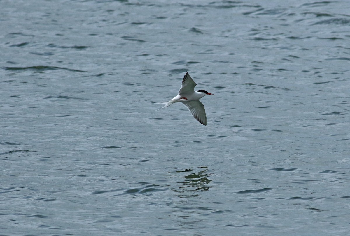 Common Tern - ML189959991