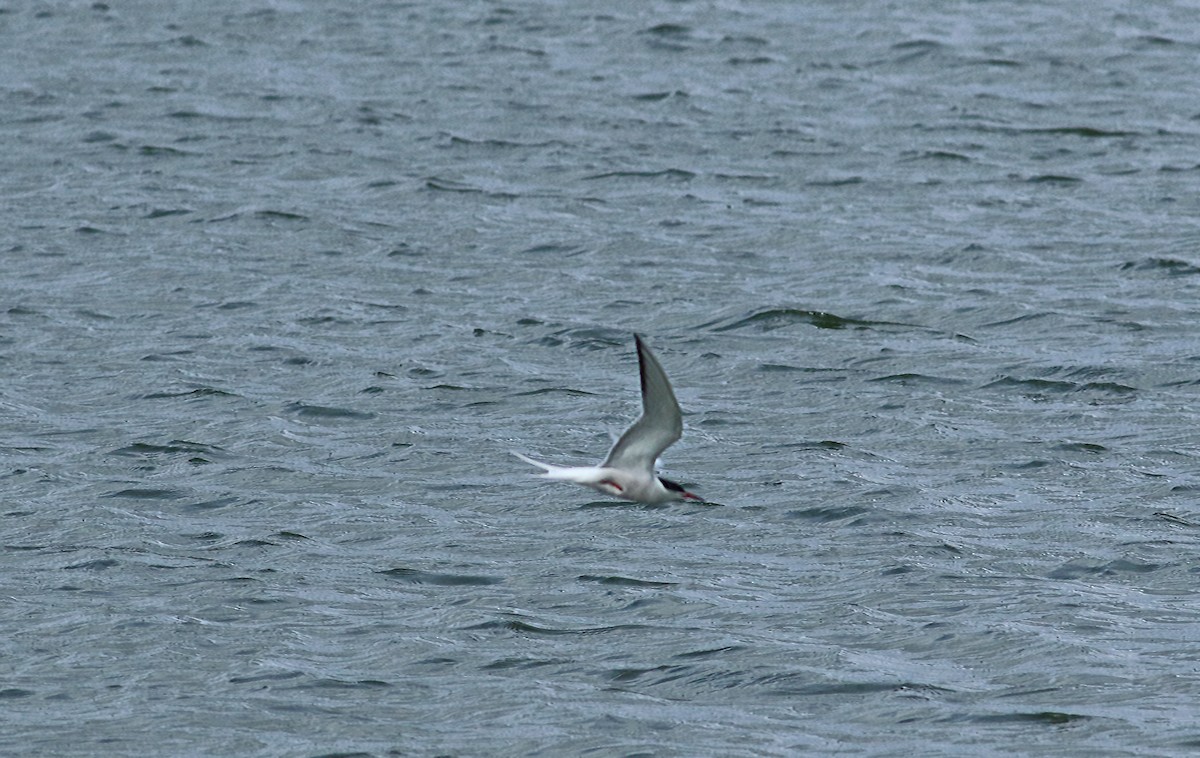 Common Tern - ML189960001