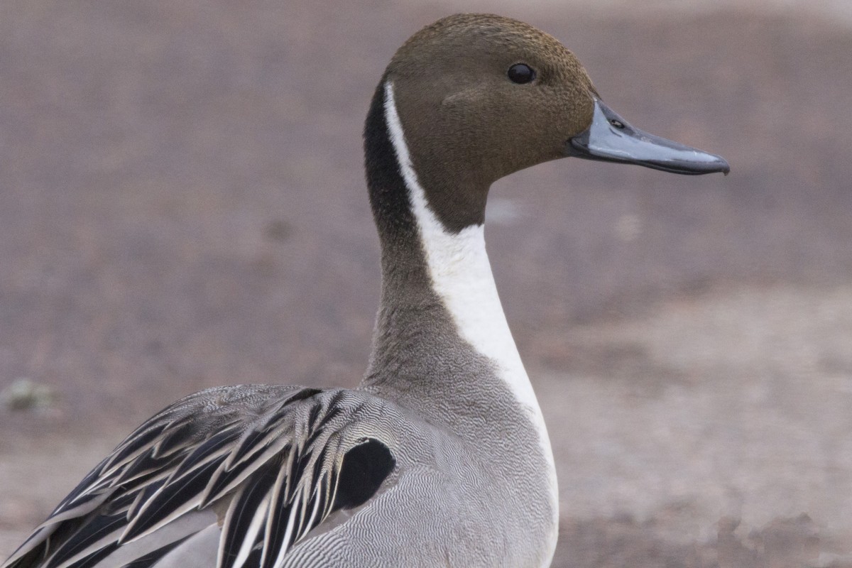 Northern Pintail - Mitch (Michel) Doucet