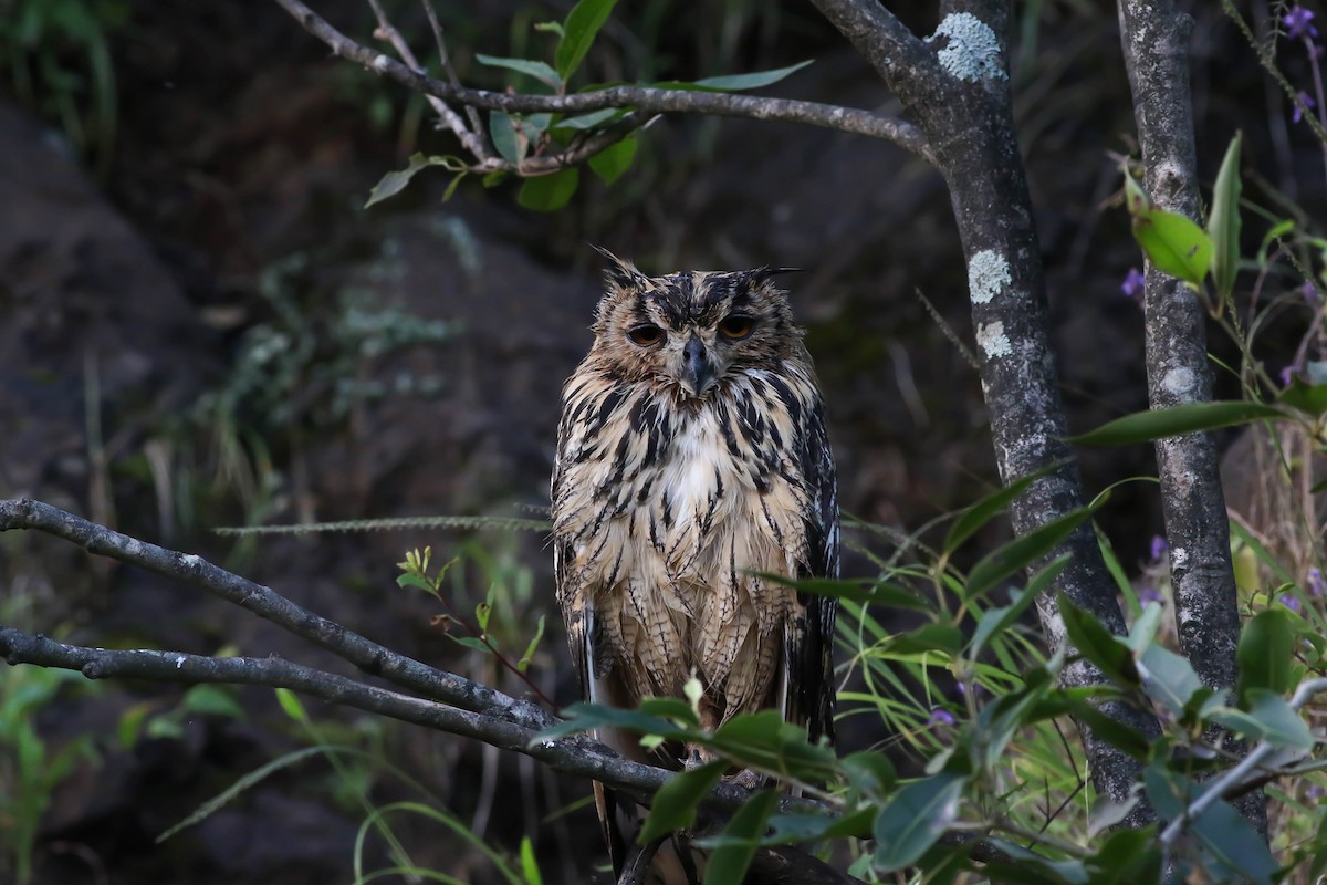 Rock Eagle-Owl - Sunil Dete