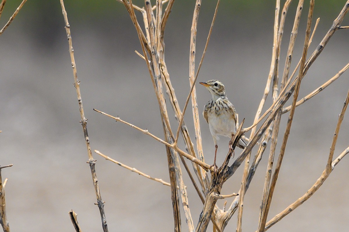 African Pipit - ML189971071