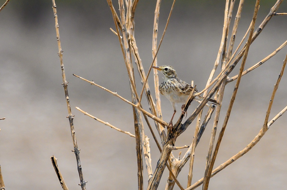 African Pipit - ML189971081