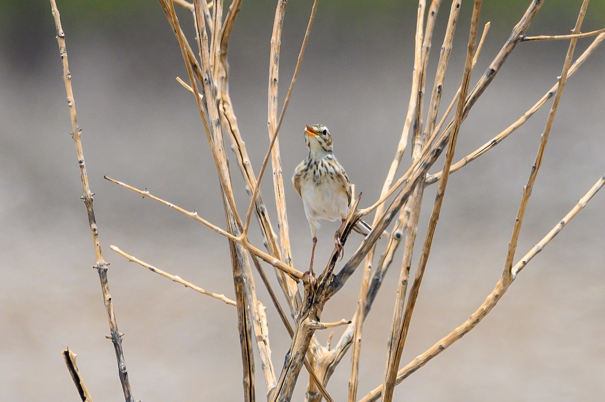 African Pipit - ML189971091
