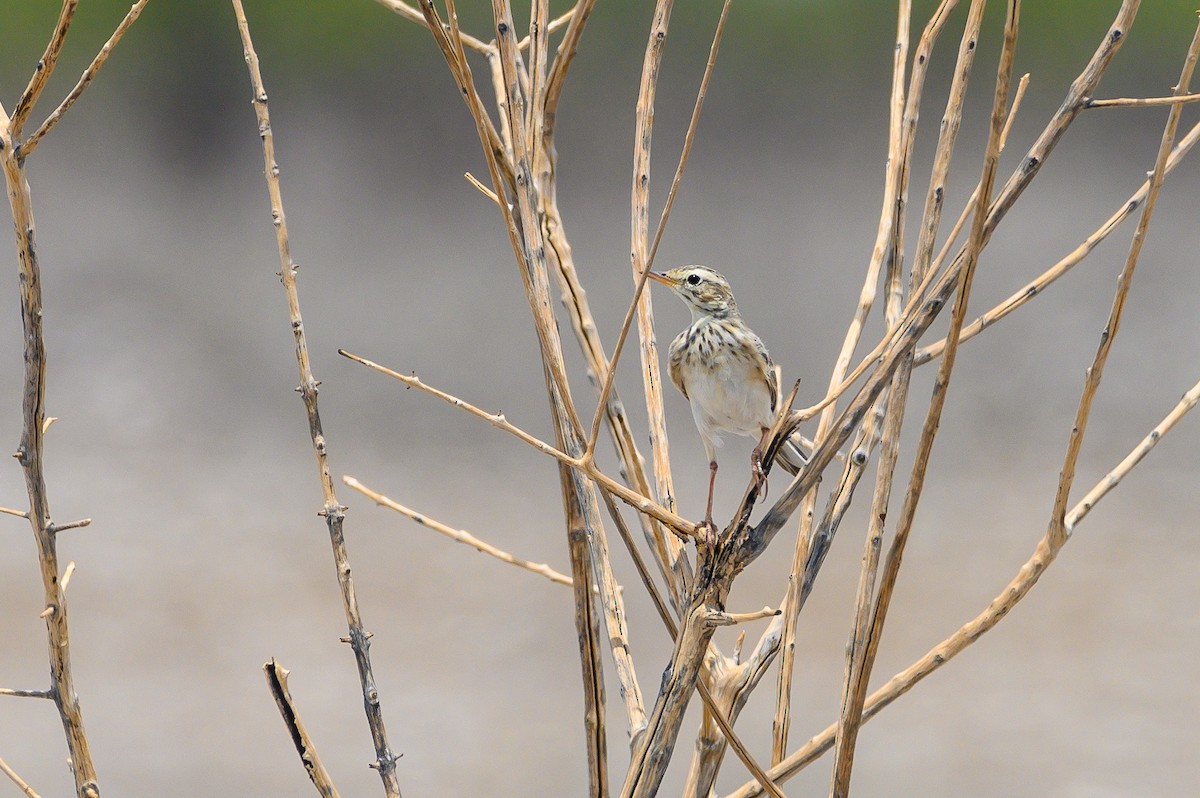 African Pipit - ML189971101