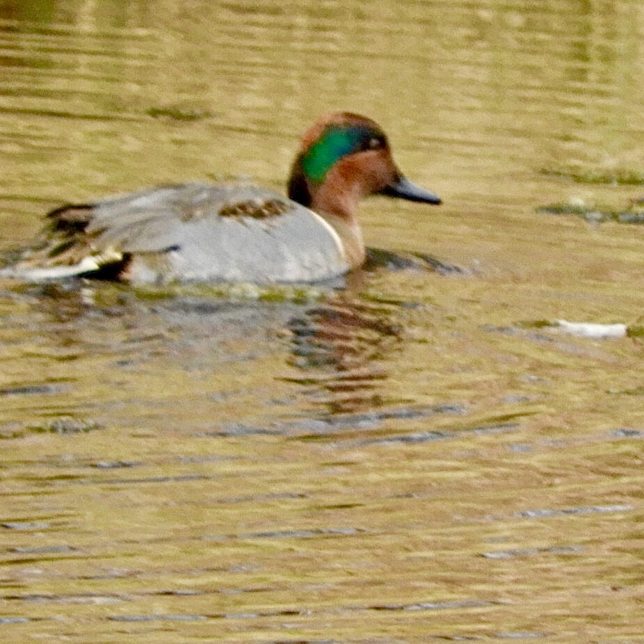 Green-winged Teal - ML189975481