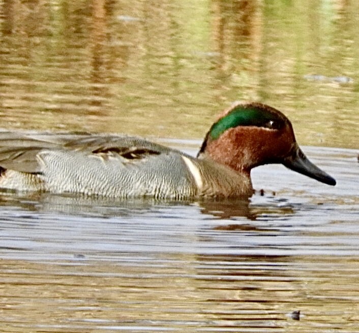 Green-winged Teal - ML189975491