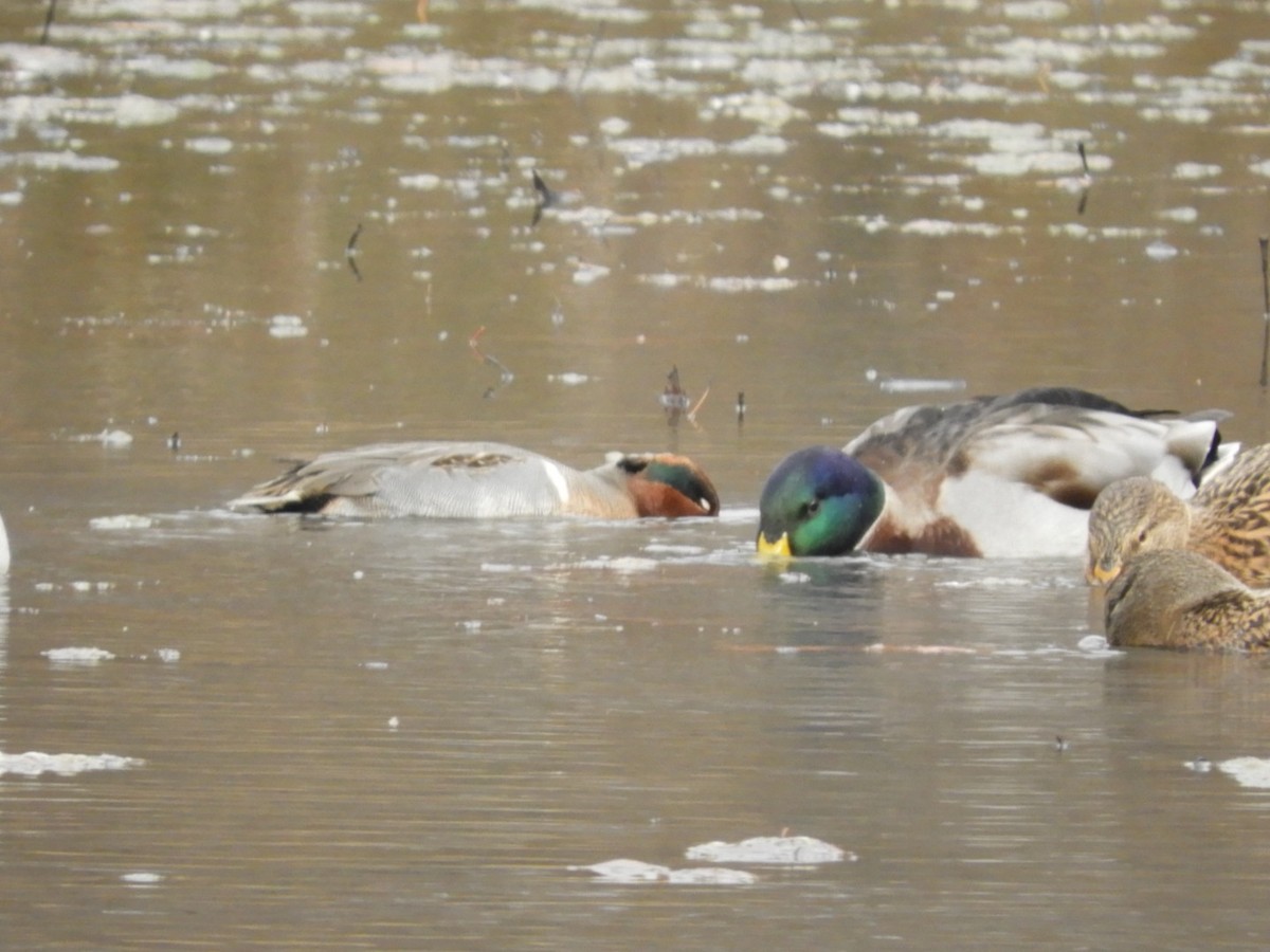 Green-winged Teal - ML189975501