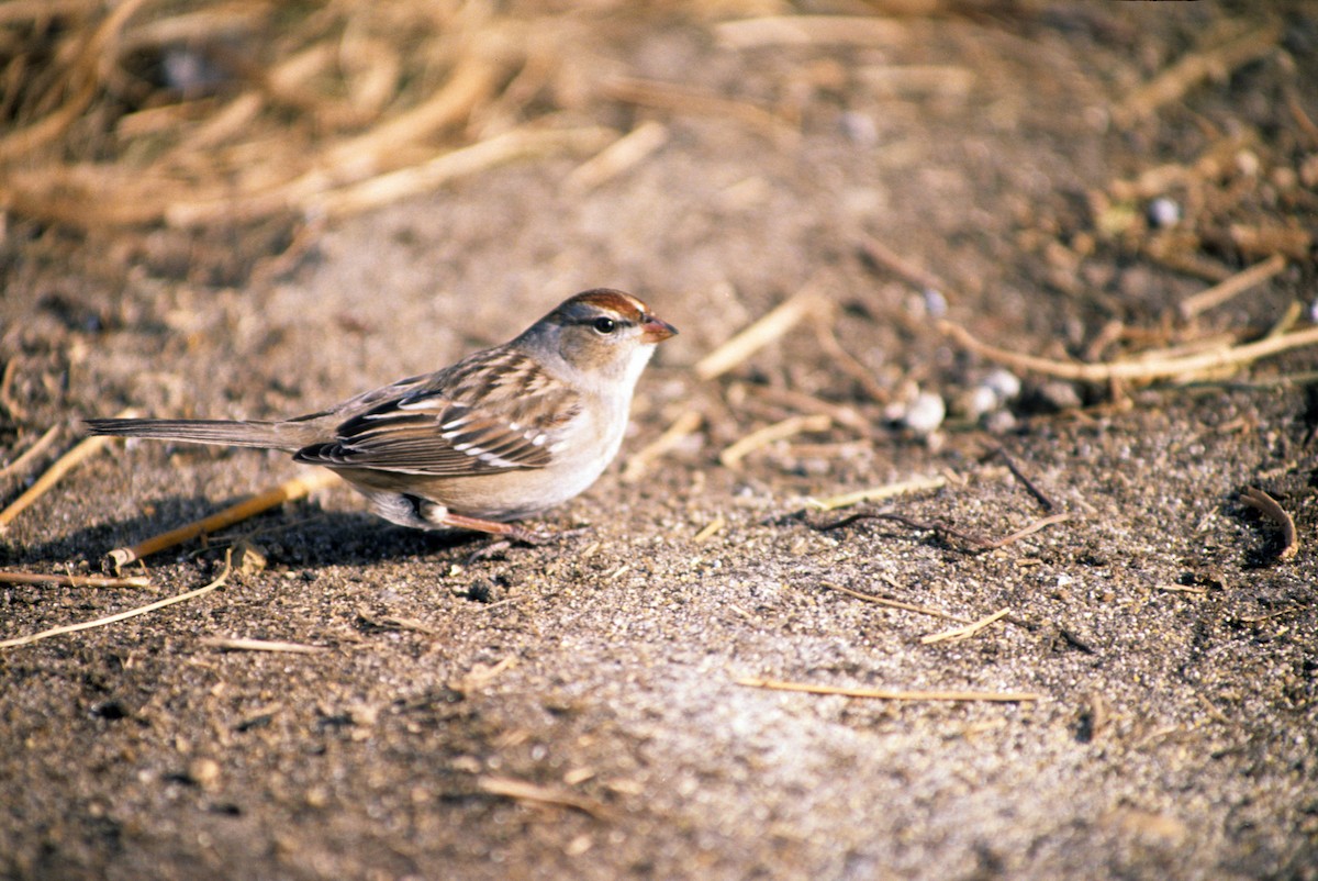 White-crowned Sparrow - ML189975831