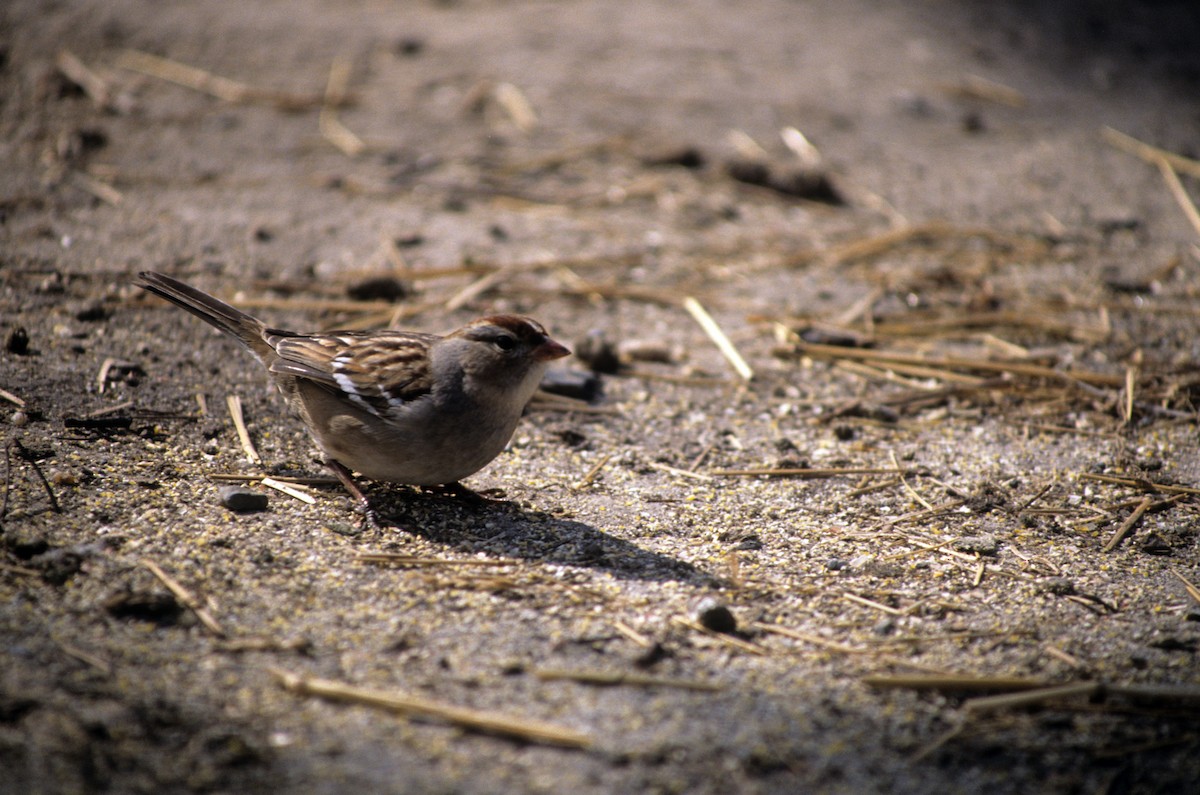 White-crowned Sparrow - ML189975841