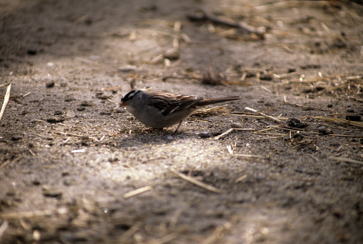 White-crowned Sparrow - ML189975851