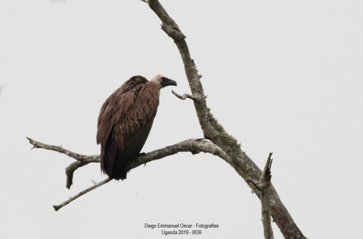 White-backed Vulture - Diego Oscar / Sandpiper Birding & Tours