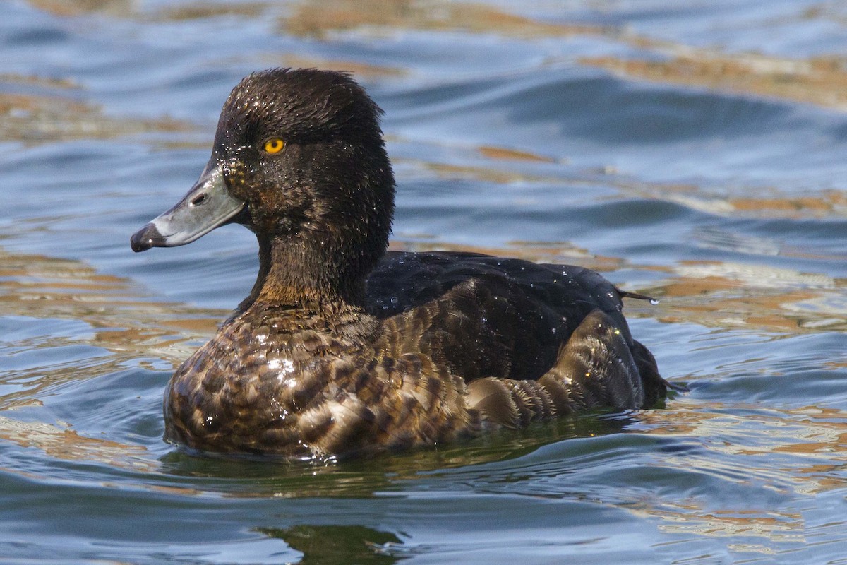 Tufted Duck - ML189978501