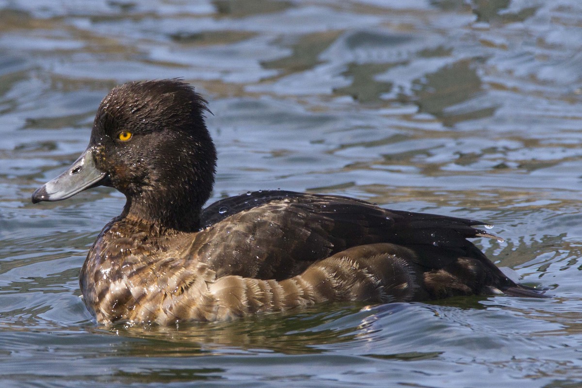 Tufted Duck - ML189978511