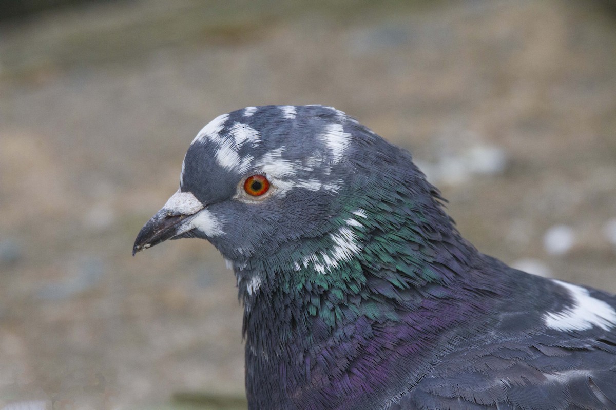 Rock Pigeon (Feral Pigeon) - ML189978581