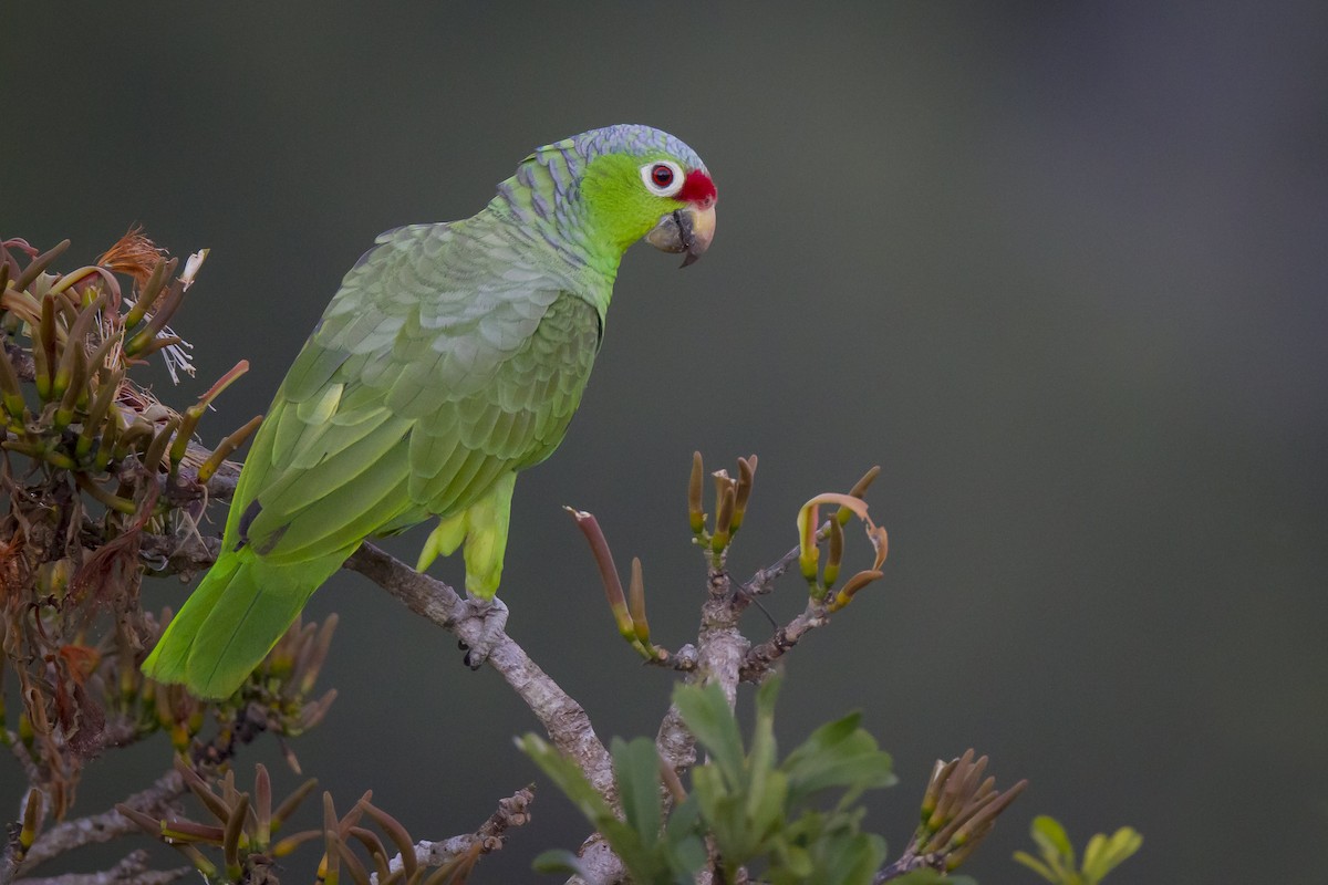 Red-lored Parrot - ML189980861