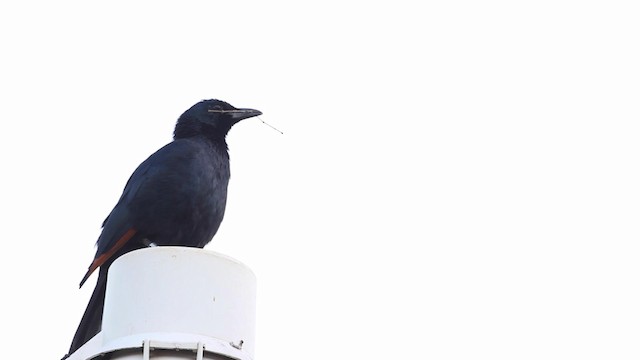 Red-winged Starling - ML189983851