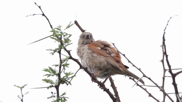 Parrot-billed Sparrow - ML189984961