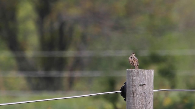 Savannah Sparrow - ML189985041
