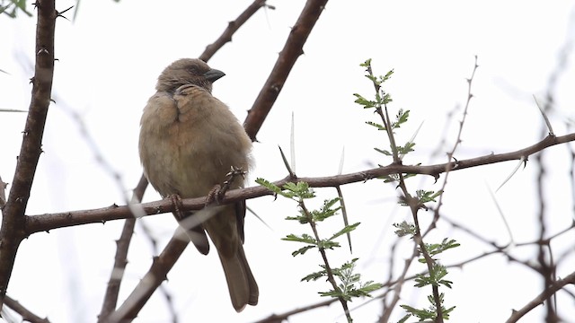 Parrot-billed Sparrow - ML189985161