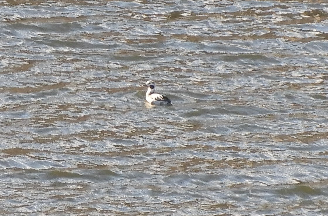Long-tailed Duck - ML189986191