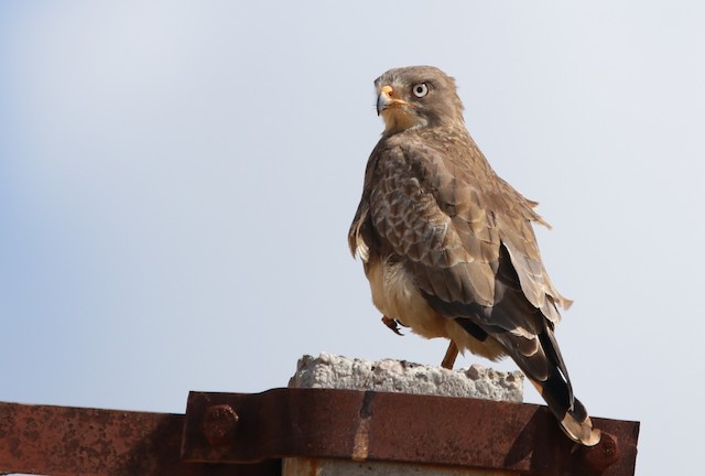 white eyed buzzard