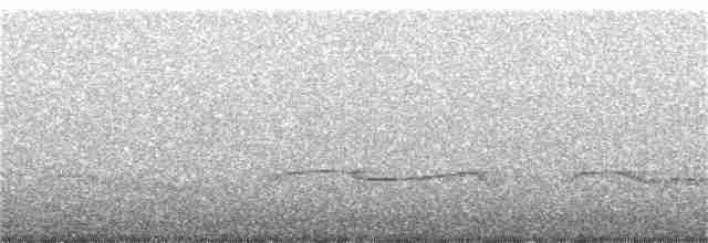 Höhennachtschwalbe (poliocephalus) - ML189987291