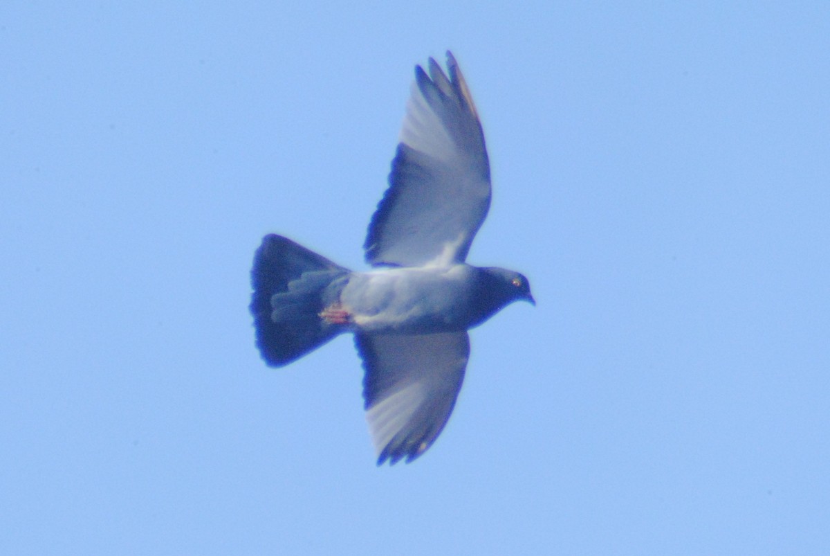 Rock Pigeon (Feral Pigeon) - ML189988371